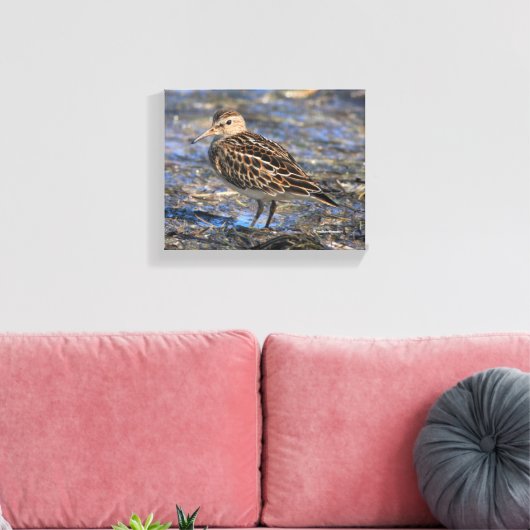 Verbluffend pectoraal Sandpiper Shorebird op stran Canvas Afdruk (Insitu (Woonkamer))