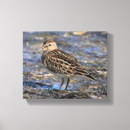 Verbluffend pectoraal Sandpiper Shorebird op stran Canvas Afdruk (Voorkant)