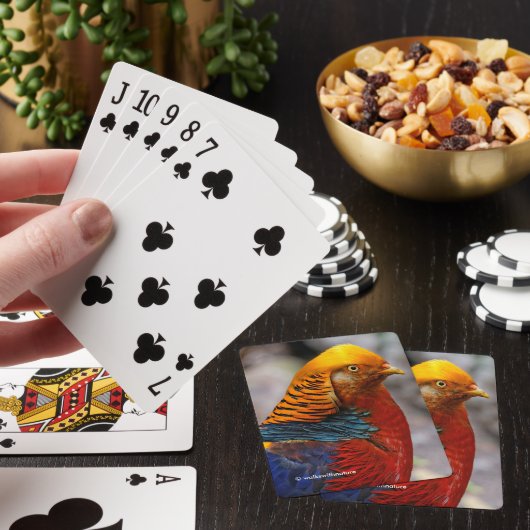 Verbluffend profiel van een roodbruine goeroevogel pokerkaarten (Insitu)