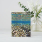 verbluffend rood zee briefkaart (Staand voorkant)