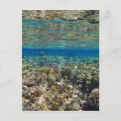 verbluffend rood zee briefkaart (Voorkant)