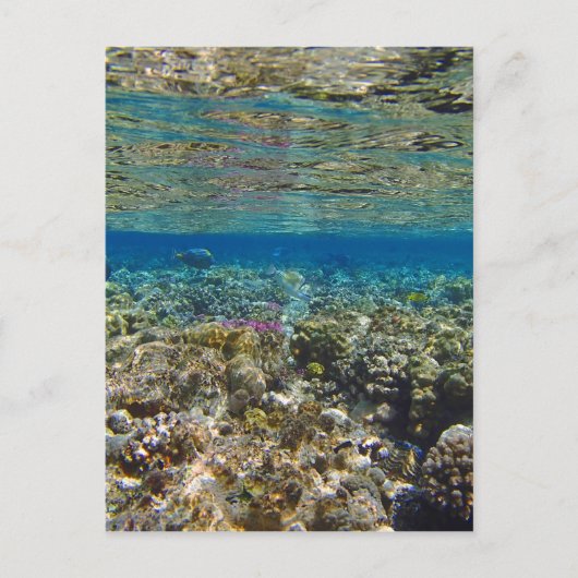 verbluffend rood zee briefkaart (Voorkant)