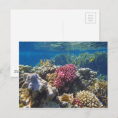 verbluffend rood zee briefkaart (Voorkant / Achterkant)