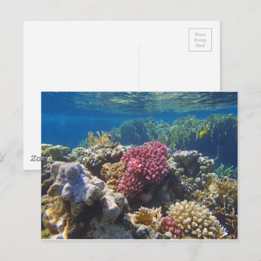 verbluffend rood zee briefkaart (Voorkant / Achterkant)