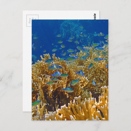 verbluffend rood zee briefkaart (Voorkant / Achterkant)