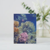 verbluffend rood zee briefkaart (Staand voorkant)