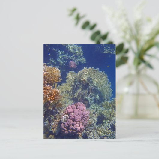 verbluffend rood zee briefkaart (Staand voorkant)