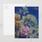 verbluffend rood zee briefkaart (Voorkant / Achterkant)