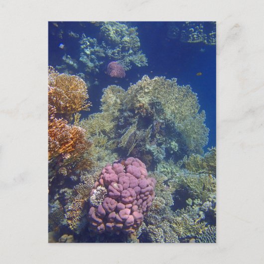 verbluffend rood zee briefkaart (Voorkant)