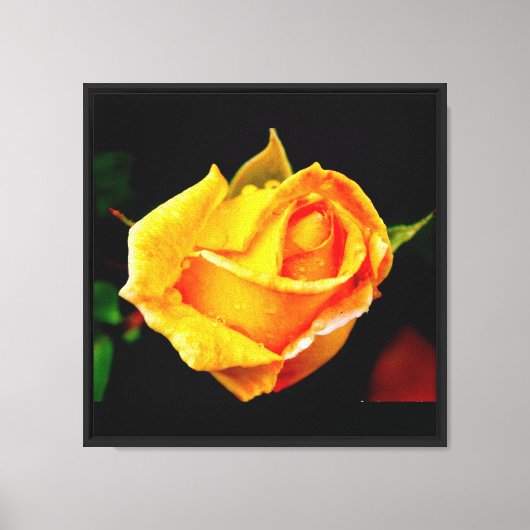 Verbluffend Roos met dew Canvas afdrukken (Voorkant)