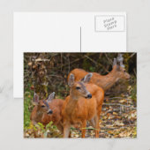 Verbluffend Trio van Blacktail Deer in het bos Briefkaart (Voorkant / Achterkant)