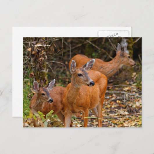 Verbluffend Trio van Blacktail Deer in het bos Briefkaart (Voorkant / Achterkant)