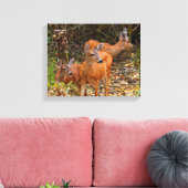 Verbluffend Trio van Blacktail Deer in het bos Canvas Afdruk (Insitu (Woonkamer))