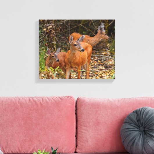 Verbluffend Trio van Blacktail Deer in het bos Canvas Afdruk (Insitu (Woonkamer))