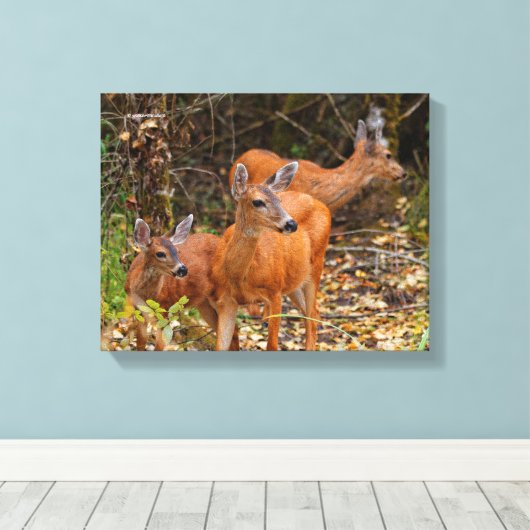 Verbluffend Trio van Blacktail Deer in het bos Canvas Afdruk (Insitu (Houten vloer))