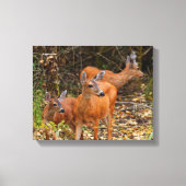 Verbluffend Trio van Blacktail Deer in het bos Canvas Afdruk (Voorkant)