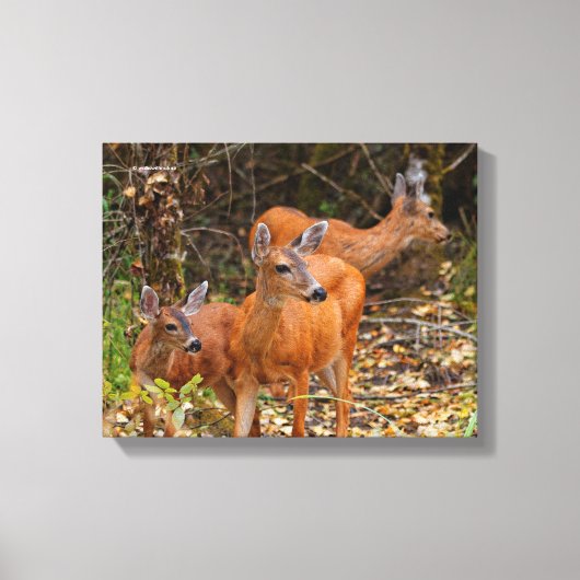 Verbluffend Trio van Blacktail Deer in het bos Canvas Afdruk (Voorkant)