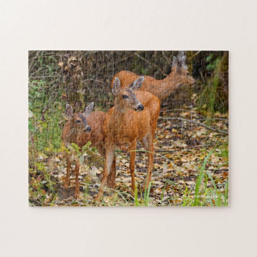 Verbluffend Trio van Blacktail Deer in het bos Legpuzzel (Horizontaal)