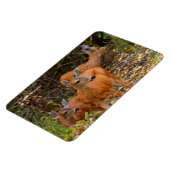 Verbluffend Trio van Blacktail Deer in het bos Magneet (Linkerzijde)