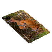 Verbluffend Trio van Blacktail Deer in het bos Magneet (Rechterzijde)