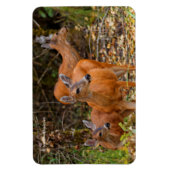 Verbluffend Trio van Blacktail Deer in het bos Magneet (Verticaal)