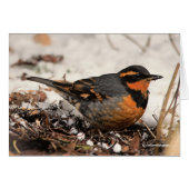 Verbluffend varend dwergzongvogel in de sneeuw (Voorkant Horizontaal)