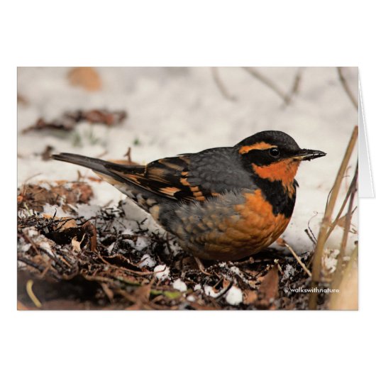 Verbluffend varend dwergzongvogel in de sneeuw (Voorkant Horizontaal)