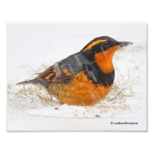 Verbluffend varend dwergzongvogel op zondag foto afdruk