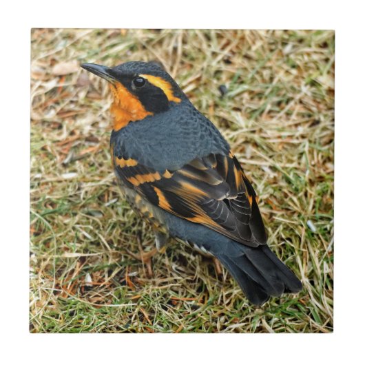 Verbluffend variabel spruitje op het gazon tegeltje (Voorkant)