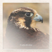 Verbluffend Vignetted Profiel van een Peregrine Fa Glazen Onderzetter (Voorkant)