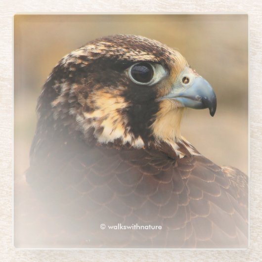 Verbluffend Vignetted Profiel van een Peregrine Fa Glazen Onderzetter (Voorkant)