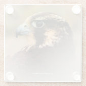 Verbluffend Vignetted Profiel van een Peregrine Fa Glazen Onderzetter (Achterkant)