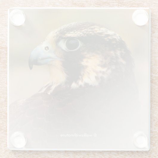 Verbluffend Vignetted Profiel van een Peregrine Fa Glazen Onderzetter (Achterkant)