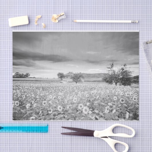 Verbluffend zwart-wit foto van zonnebloem tissuepapier (Craft)