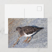 Verbluffend zwarte kalksteen Shorebird op Rock Briefkaart (Voorkant / Achterkant)