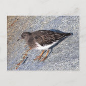 Verbluffend zwarte kalksteen Shorebird op Rock Briefkaart (Voorkant)