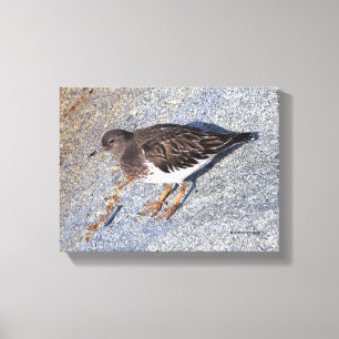Verbluffend zwarte kalksteen Shorebird op Rock Canvas Afdruk