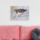 Verbluffend zwarte kalksteen Shorebird op Rock Canvas Afdruk (Insitu (Woonkamer))