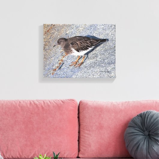 Verbluffend zwarte kalksteen Shorebird op Rock Canvas Afdruk (Insitu (Woonkamer))