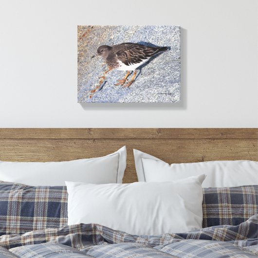 Verbluffend zwarte kalksteen Shorebird op Rock Canvas Afdruk (Insitu (Slaapkamer))