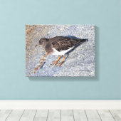 Verbluffend zwarte kalksteen Shorebird op Rock Canvas Afdruk (Insitu (Houten vloer))