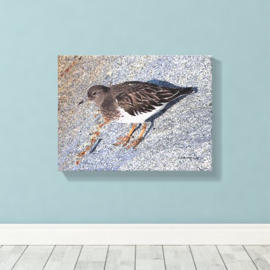 Verbluffend zwarte kalksteen Shorebird op Rock Canvas Afdruk (Insitu (Houten vloer))