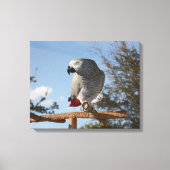 Verbluffende Afrikaanse grijze papegaai Canvas Afdruk (Voorkant)
