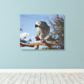Verbluffende Afrikaanse grijze papegaai Canvas Afdruk (Insitu (Houten vloer))