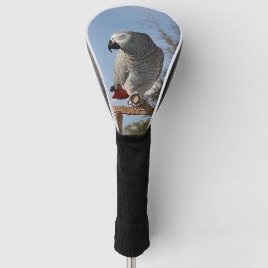 Verbluffende Afrikaanse grijze papegaai Golfheadcover (Voorkant)