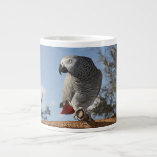 Verbluffende Afrikaanse grijze papegaai Grote Koffiekop
