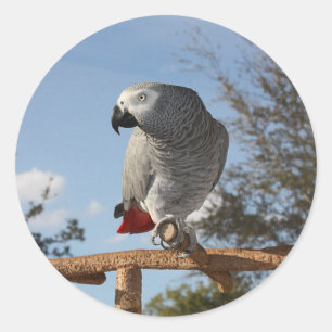 Verbluffende Afrikaanse grijze papegaai Ronde Sticker
