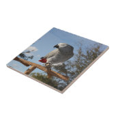 Verbluffende Afrikaanse grijze papegaai Tegeltje (Zijkant)