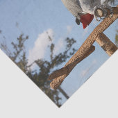 Verbluffende Afrikaanse grijze papegaai Tissuepapier (Detail)