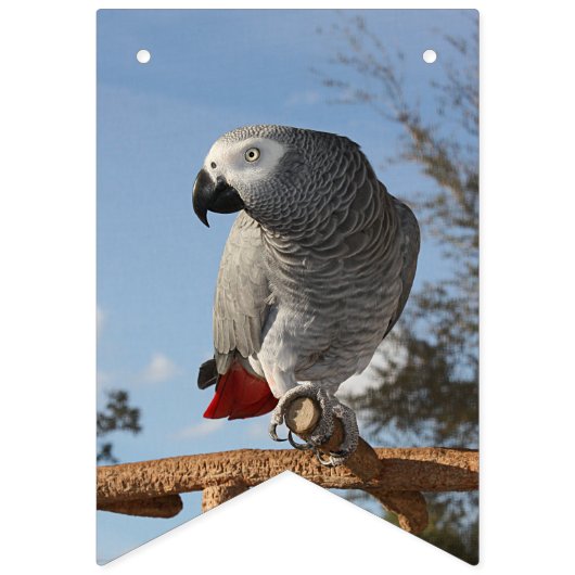 Verbluffende Afrikaanse grijze papegaai Vlaggetjes (Eerste vlag)